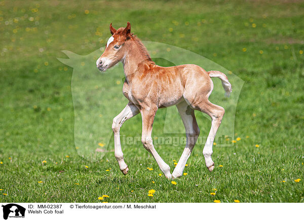 Welsh Cob foal / MM-02387