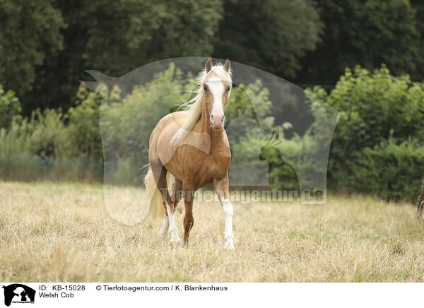 Welsh Cob / KB-15028