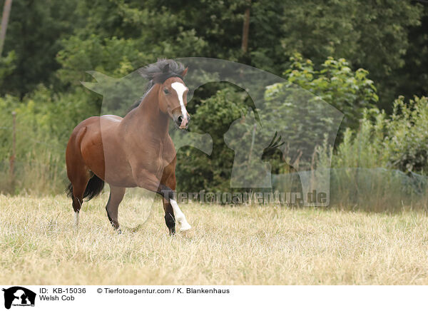 Welsh Cob / KB-15036