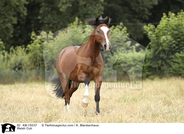 Welsh Cob / KB-15037