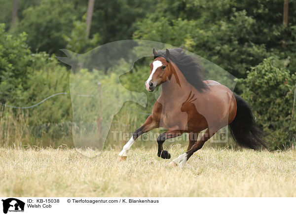 Welsh Cob / KB-15038