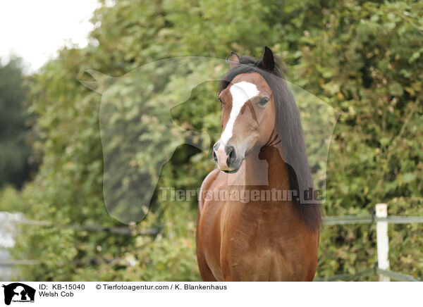 Welsh Cob / KB-15040