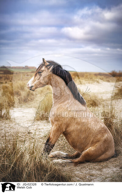 Welsh Cob / Welsh Cob / JQ-02326
