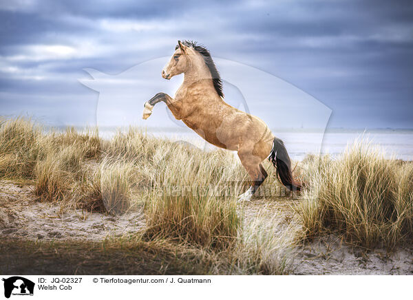 Welsh Cob / Welsh Cob / JQ-02327
