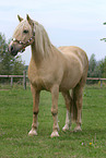 Welsh Cob