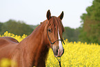 Welsh-Cob Portrait