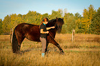 Welsh Cob in spain step