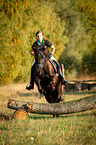 Welsh Cob jumps over tree trunk