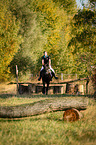 Welsh Cob jumps over tree trunk