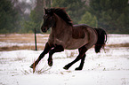 running Welsh Cob