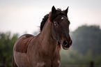 Welsh Cob Portrait