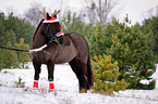 standing Welsh Cob