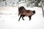 running Welsh Cob