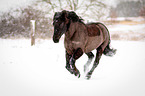 running Welsh Cob
