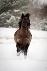 running Welsh Cob