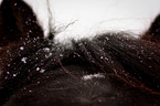 horse ear