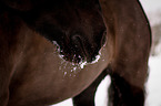 horse mouth