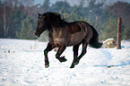 running Welsh Cob