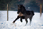 running Welsh Cob