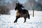 running Welsh Cob