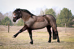 Welsh Cob