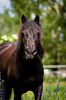 Welsh Cob Portrait