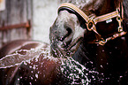 Welsh Cob mouth