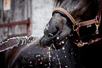 Welsh Cob mouth