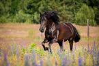 galloping Welsh Cob