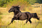 galloping Welsh Cob