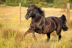 galloping Welsh Cob