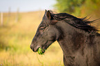 Welsh Cob Portrait