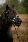 Welsh Cob Portrait