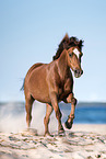 Welsh Cob on the sea