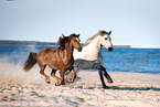 Welsh Cob and Connemara