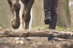 Welsh-Cob