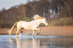 trotting Welsh Cob