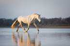 trotting Welsh Cob