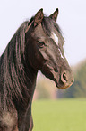 Welsh Cob portrait