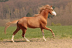 galloping Welsh Cob