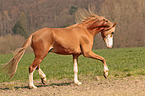 trotting Welsh Cob