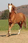 trotting Welsh Cob