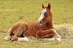 lying Welsh Cob foal