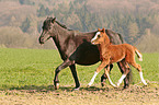 running Welsh Cob