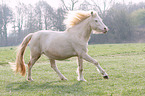 galloping Welsh Cob