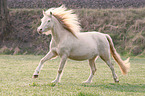 galloping Welsh Cob