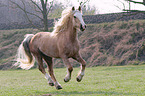 galloping Welsh Cob