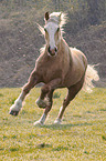galloping Welsh Cob