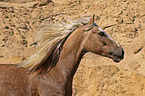 Welsh Cob portrait