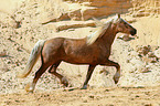 trotting Welsh Cob